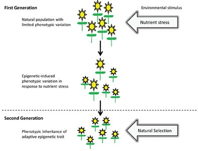 Epigenetic-induced phenotypic variation in plants