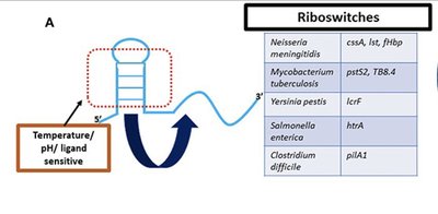 MicroRNA regulation of gene expression