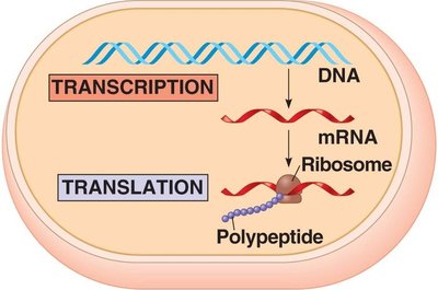 Transcription and translation in a cell