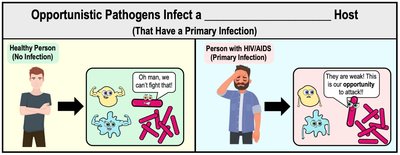 Opportunistic Pathogens Infect a Compromised Host