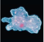Comparison of light microscopy techniques