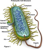 Prokaryotic cell structure diagram