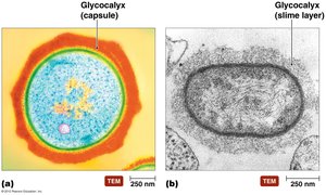 Capsule and slime layer glycocalyx