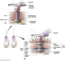 Flagellum structure and basal body