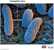 Conjugation pilus between bacteria