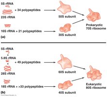 Comparison of prokaryotic and eukaryotic ribosomes