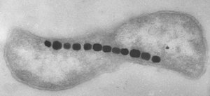 Magnetosomes in magnetobacteria