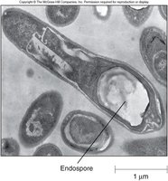 Endospore in bacterial cell