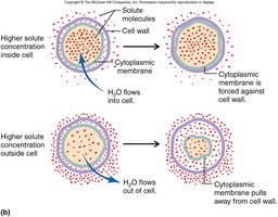 Osmotic effects on bacterial cell wall