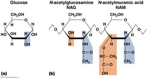 Chemical structure of NAG and NAM