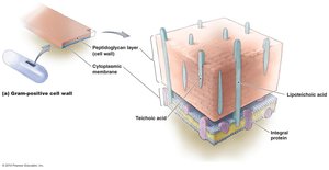Gram-positive cell wall structure