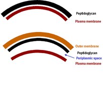 Comparison of Gram-positive and Gram-negative cell wall layers