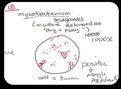 Notebook example: microscope drawings