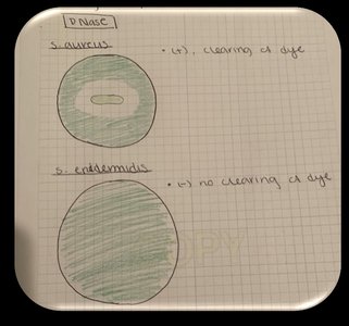 Notebook example: organized ToC