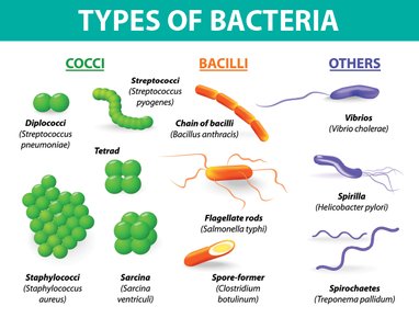 Types of bacteria: coccus, bacillus, spiral