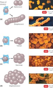 Coccus arrangements and SEM images