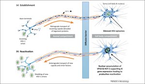 Diagram of HSV-1 latency and reactivation in neurons