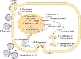 HSV-1 replication cycle in host cell