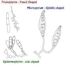 Morphology of dermatophyte genera