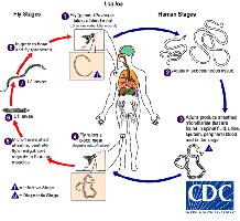 Life cycle of Loa loa