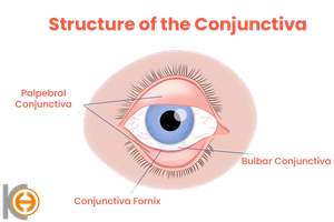 Structure of the conjunctiva