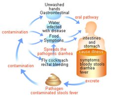 Life cycle of Shigella