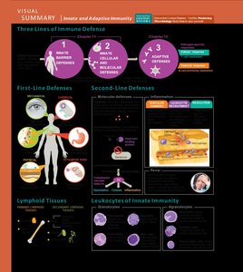 Summary of immune deficiencies