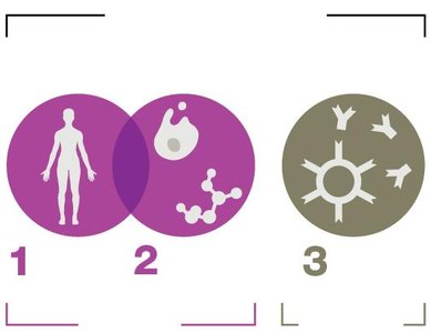 Diagram of innate and adaptive immunity