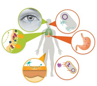Diagram of first-line defenses