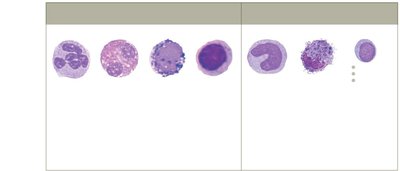 Leukocyte types