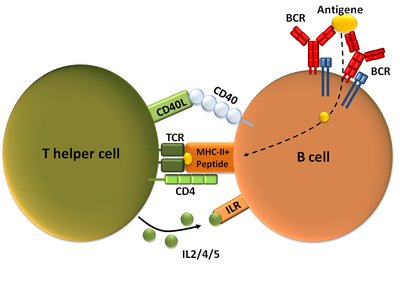 T cell surface markers