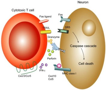 T cell receptor (TCR) structure