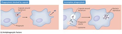Antiphagocytic factors as virulence factors
