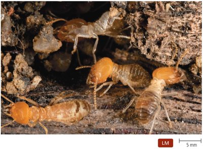 Termites as an example of mutualism