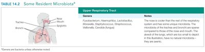 Resident microbiota in the upper respiratory tract