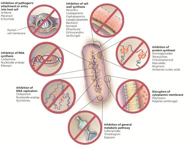 Mechanisms of action of microbial drugs