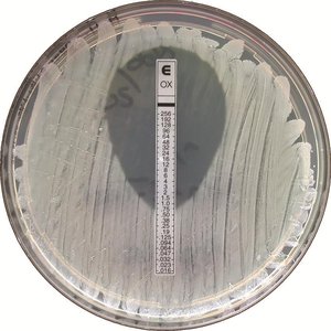 Etest combining Kirby-Bauer and MIC