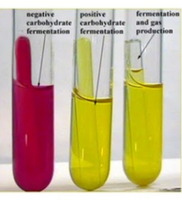 Fermentation tubes: negative (red), positive (yellow), and gas production