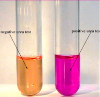 Urea hydrolysis test: negative (yellow) and positive (pink)