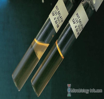 Gelatin hydrolysis test: positive (liquid) and negative (solid)