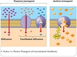 Passive and active transport mechanisms
