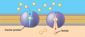 Facilitated diffusion via carrier proteins