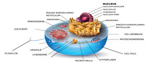 Diagram of a eukaryotic cell with labeled structures
