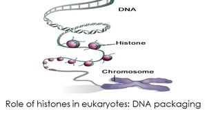 Eukaryotic chromosome structure: DNA, histones, chromosome