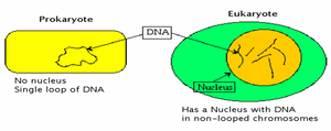 Comparison of prokaryotic and eukaryotic DNA organization