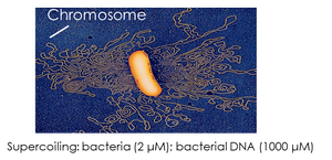 Prokaryotic chromosome image