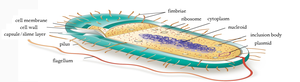 Comparison of prokaryotic and eukaryotic ribosome structure