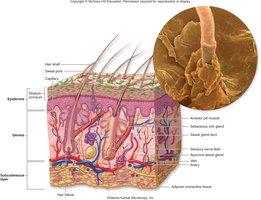 Cross-section of skin showing epidermis, dermis, and subcutaneous tissue with hair follicle and glands