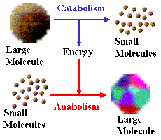 Diagram showing catabolism and anabolism