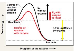 Activation energy diagram with and without enzyme